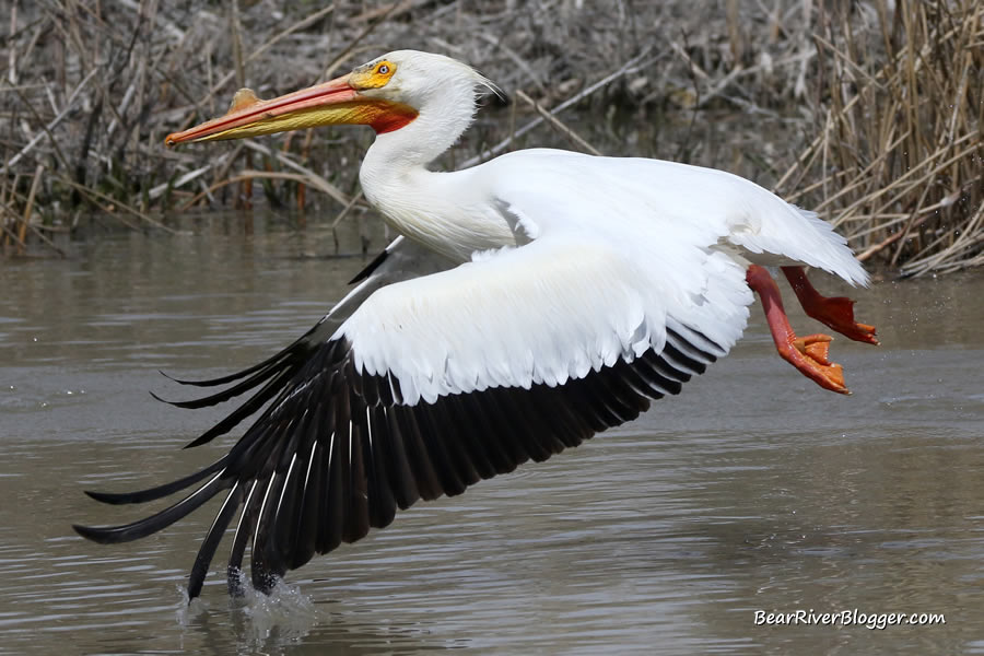 american white pelican taking off from the water on the Bear River Migratory Bird Refuge auto tour route