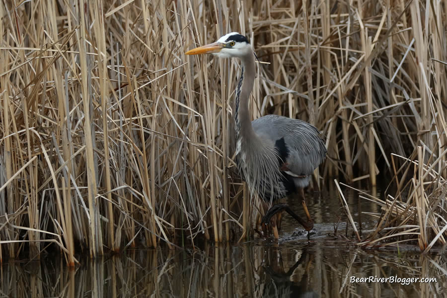 great blue heron hunting in the shallow water
