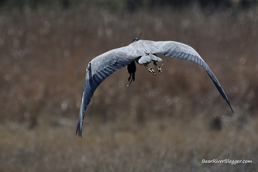 great blue heron flying with a muskrat in its beak