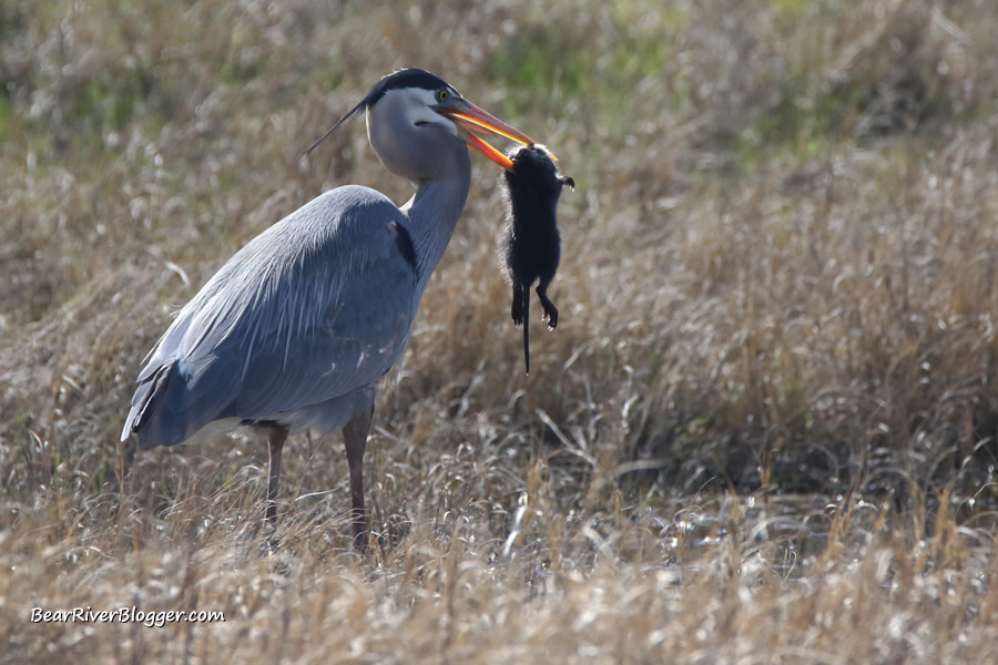 great blue heron at Farmington Bay eating a muskat