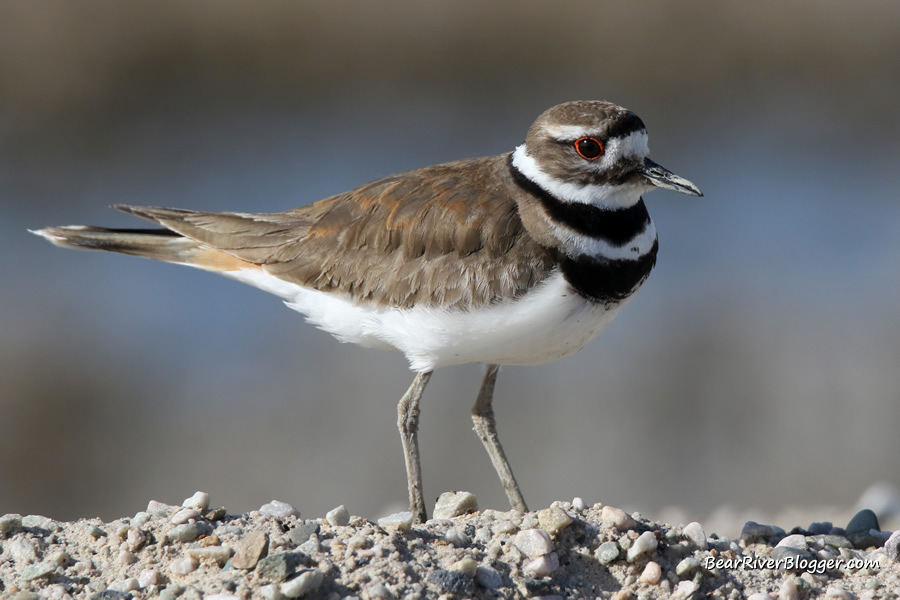 killdeer standing on  some gravel