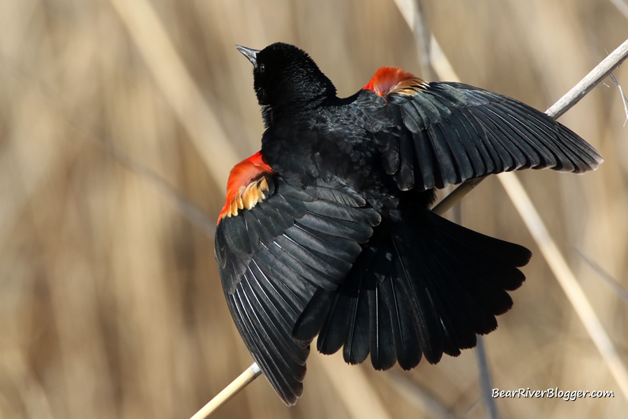 red-winged blackbird singing