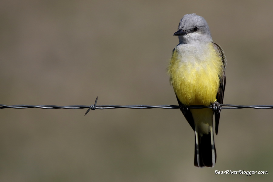 western kingbird sitting on some barbed wire on the Bear River Migratory Bird Refuge