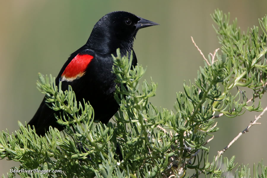 red-winged blackbird perched on a bush at Farmington Bay WMA