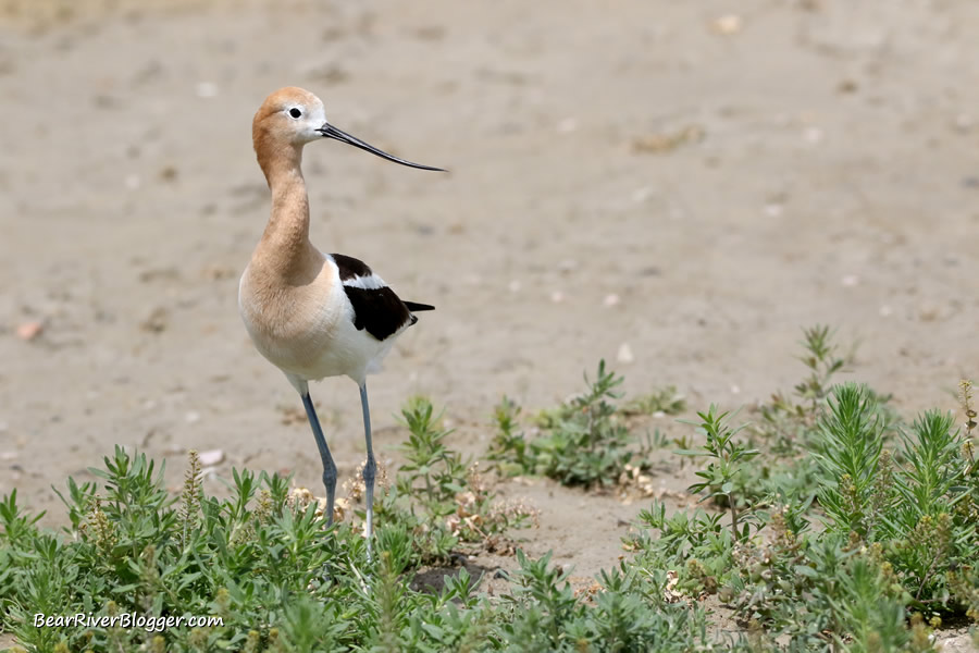 American avocet standing in the grass on the Bear River Migratory Bird Refuge auto tour route
