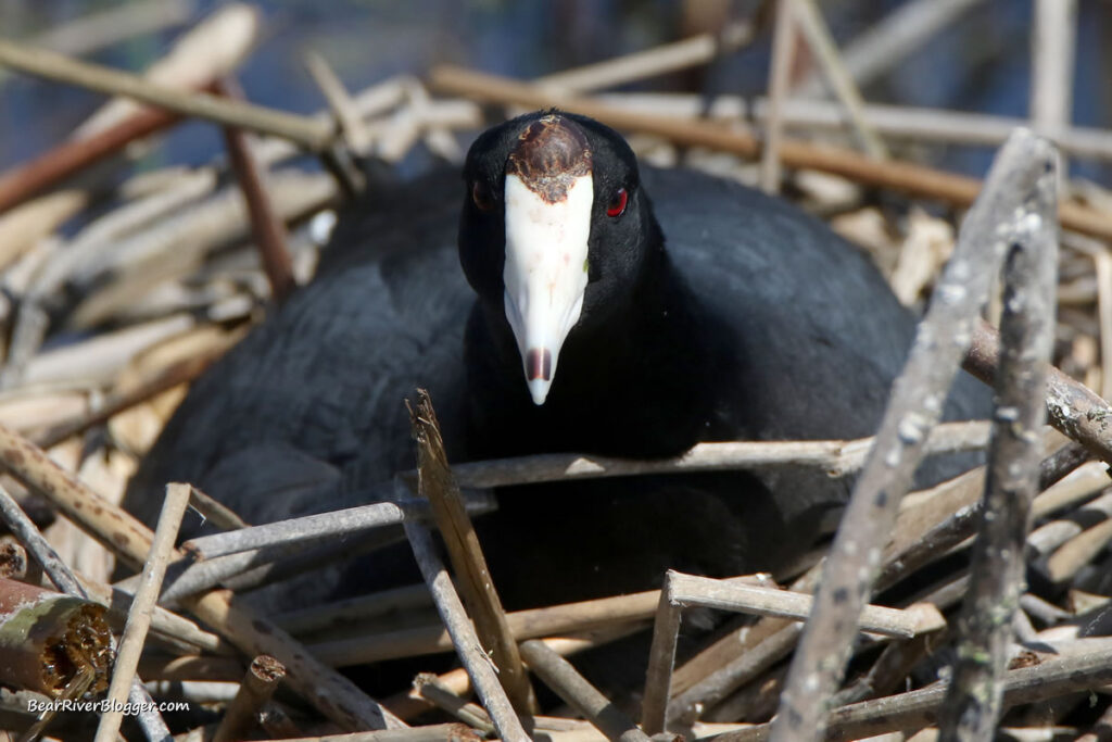 american coot on a nest at the Bear River Migratory Bird Refuge