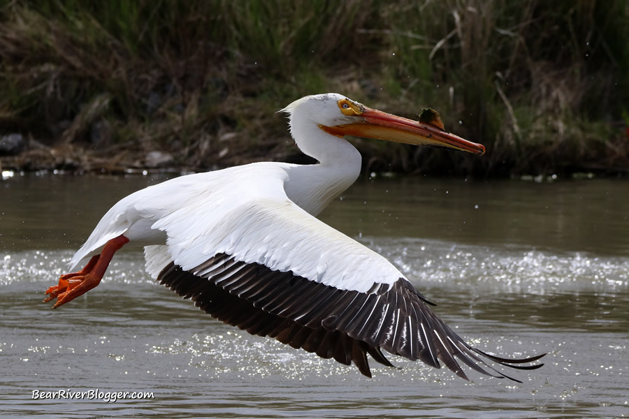 american white pelican in-flight over water on the bear river migratory bird refuge