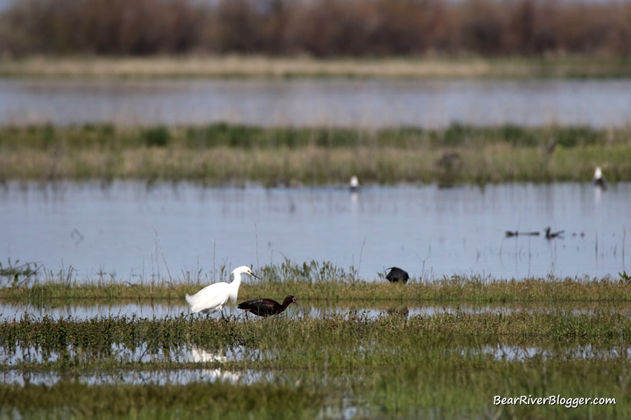 bids wading in the flood waters on the bear river migratory bird refuge