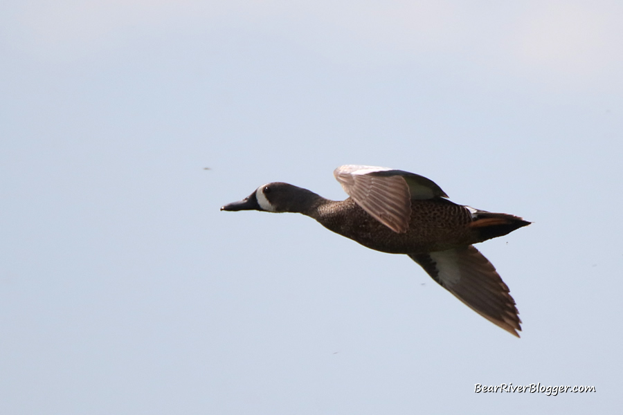 drake blue winged teal in flight on the bear river migratory bird refuge