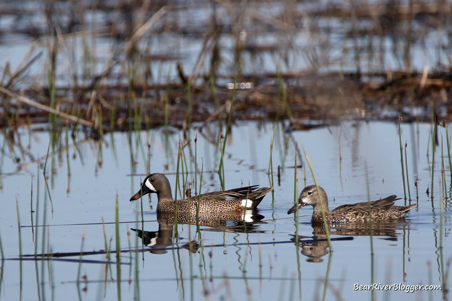 blue-winged teal on the water at the Bear River Migratory Bird Refuge