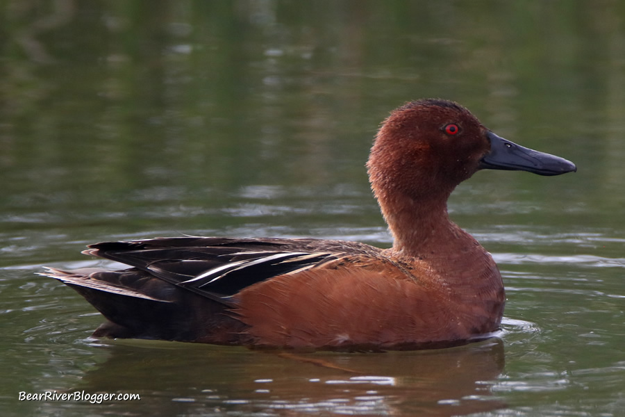 drake cinnamon teal on the water on the bear river migratory bird refuge