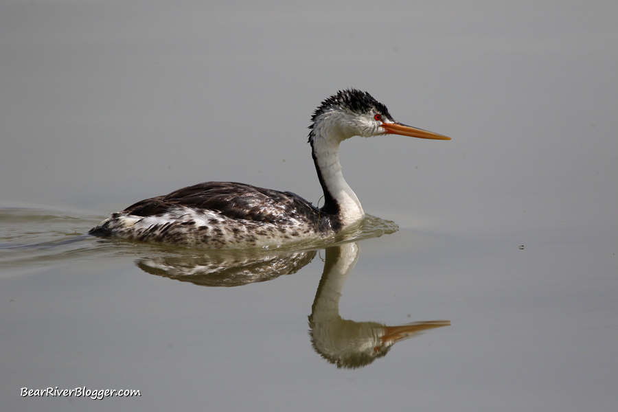 Clark's grebe and reflection on the bear river migratory bird refuge