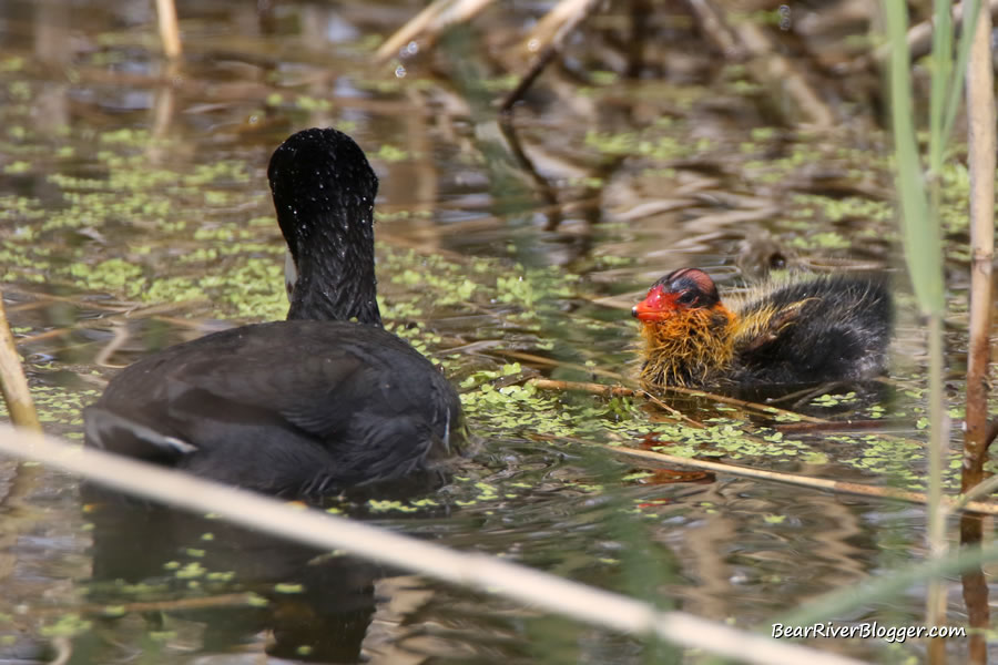 American coot with baby on the bear river migratory bird refuge
