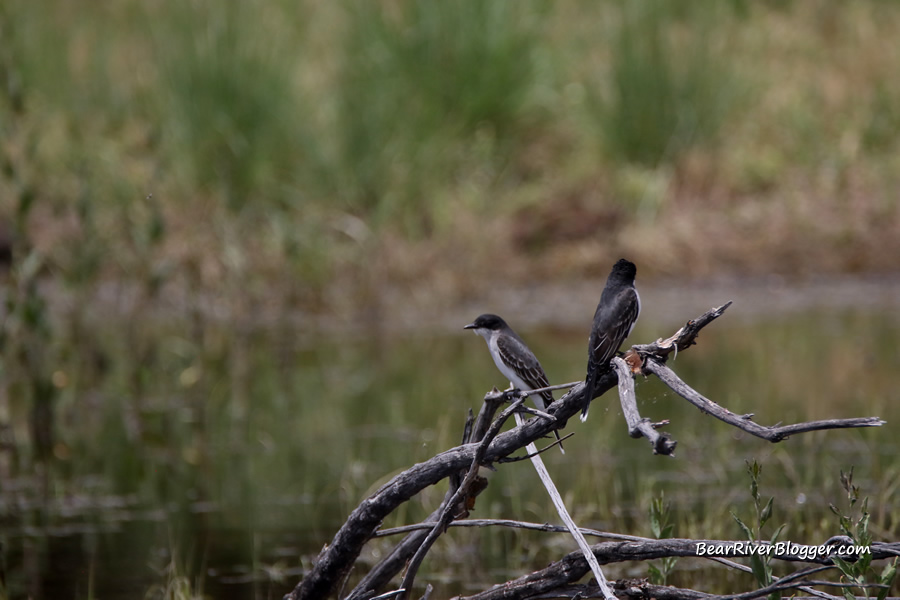 a pair of eastern kingbirds on a branch on the bear river migratory bird refuge
