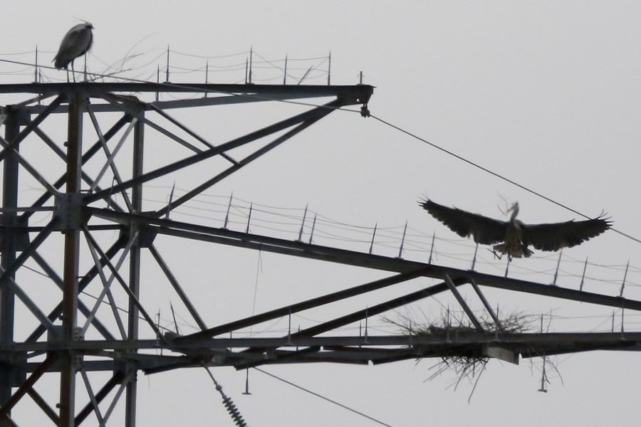great blue heron carrying a stick back to the nest built on a power pole