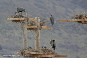 nesting great blue herons on the rookery at farmington bay