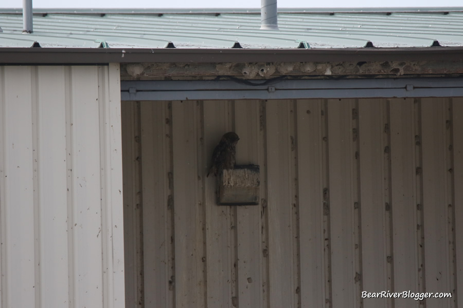 great horned owl perched on the maintenance shed on the bear river migratory bird refuge auto tour route