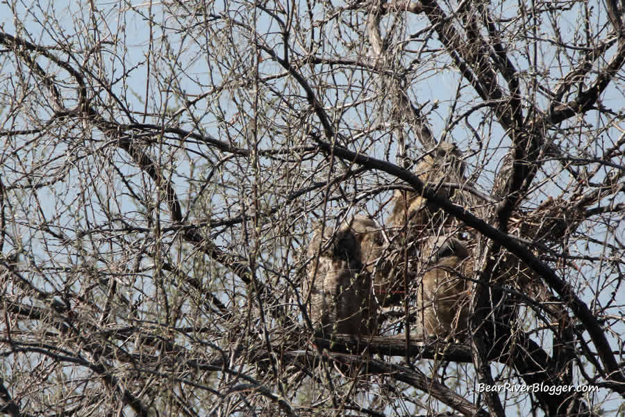 great horned owl nest on the Bear River Migratory Bird Refuge