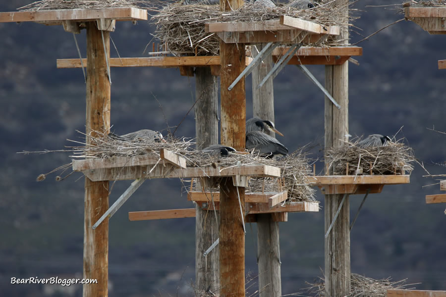 great blue herons nesting on the heron rookery at farmington bay