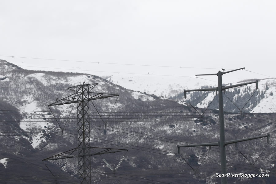 4 great blue heron nests on top of power poles at farmington bay