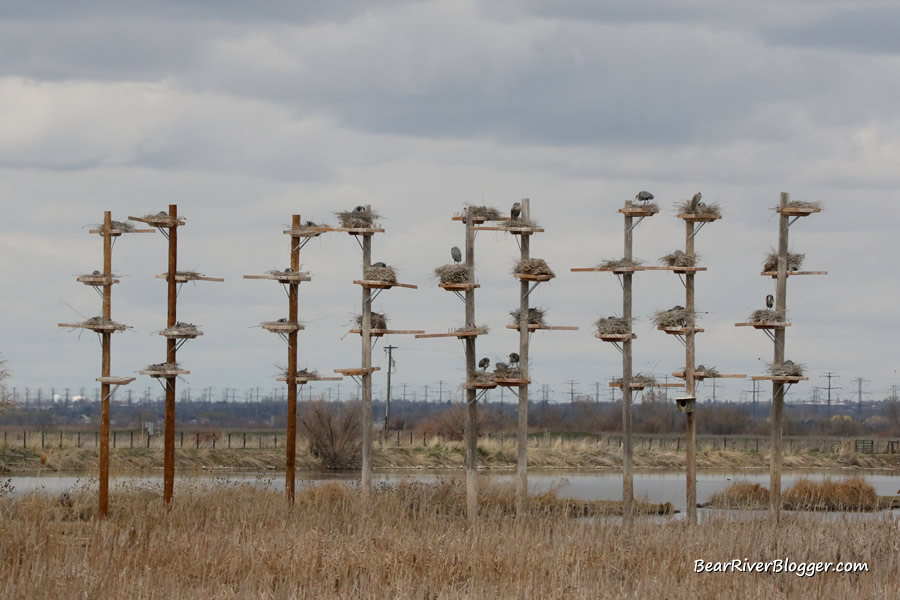 great blue heron rookery at farmington bay with a total of 36 new nesting platforms