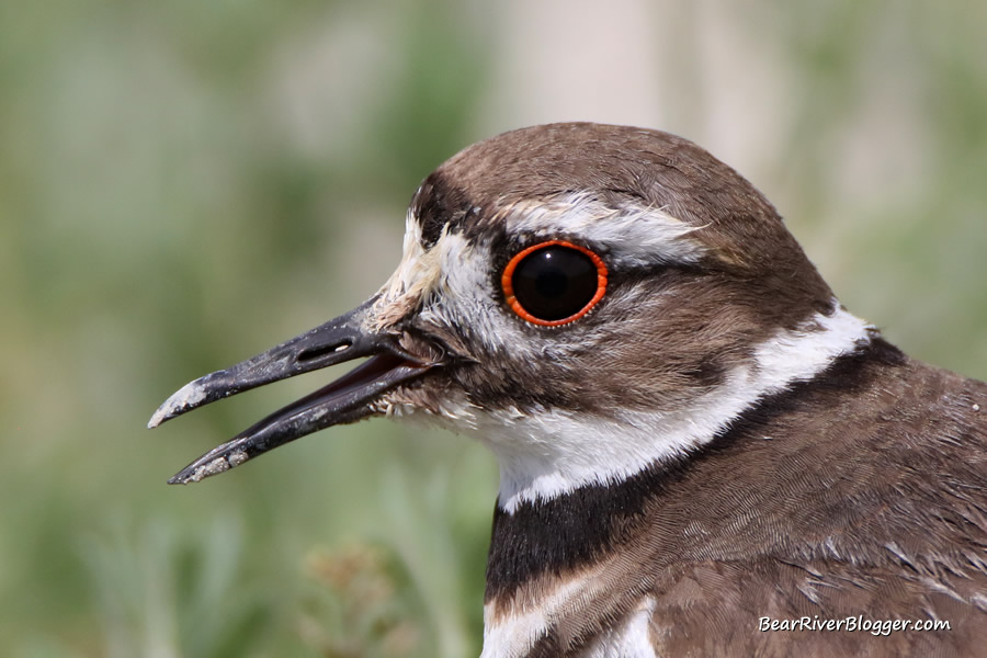 close-up of a killdeer from the bear river migratory bird refuge auto tour route