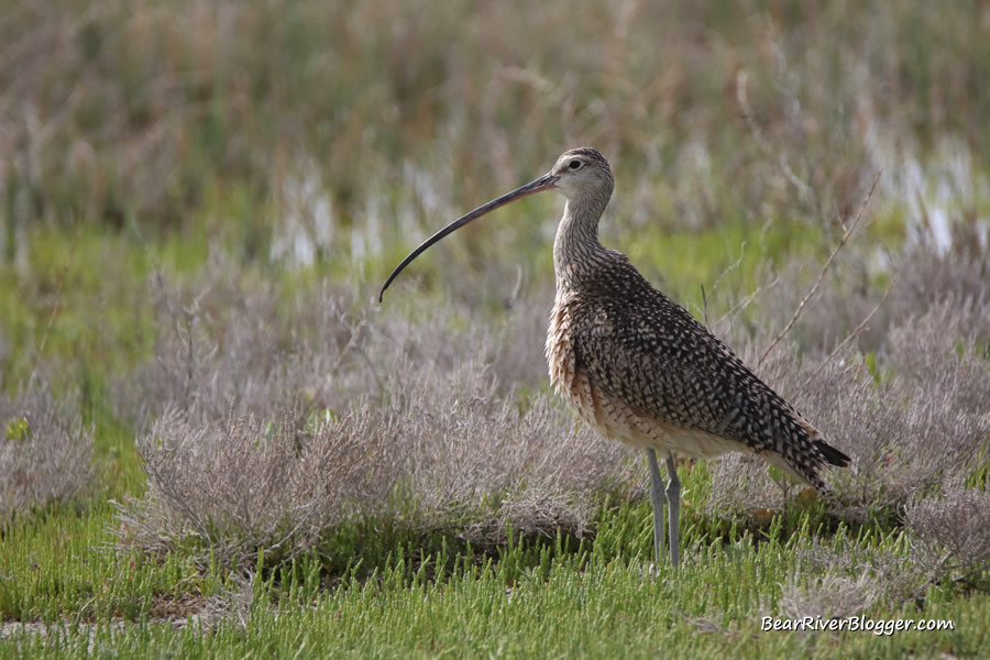 long-billed curlew on the bear river migratory bird refuge auto tour route