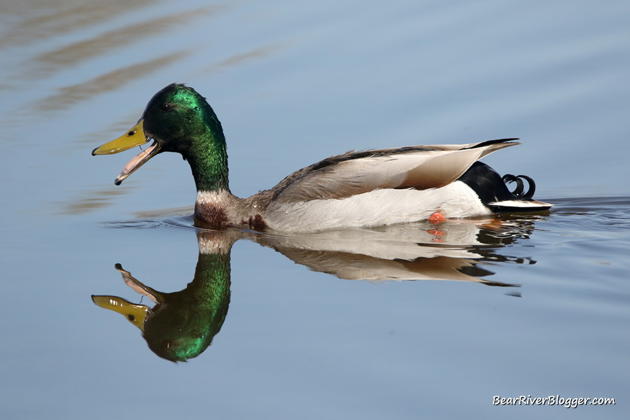 mallard on the bear river migratory bird refuge showing a reflection