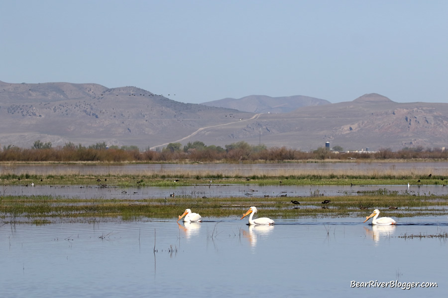 American white pelicans fishing on the bear river migratory bird refuge