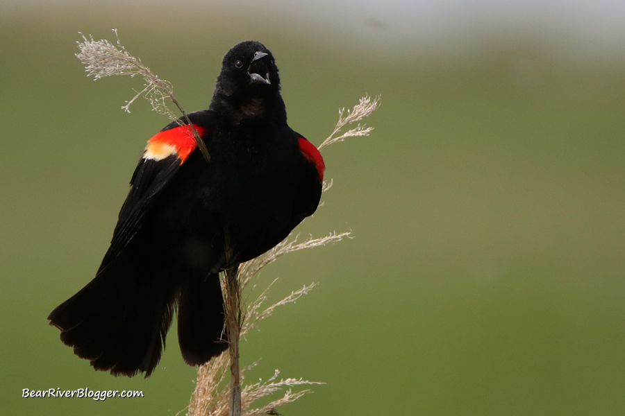red-winged blackbird singing on the bear river migratory bird refuge