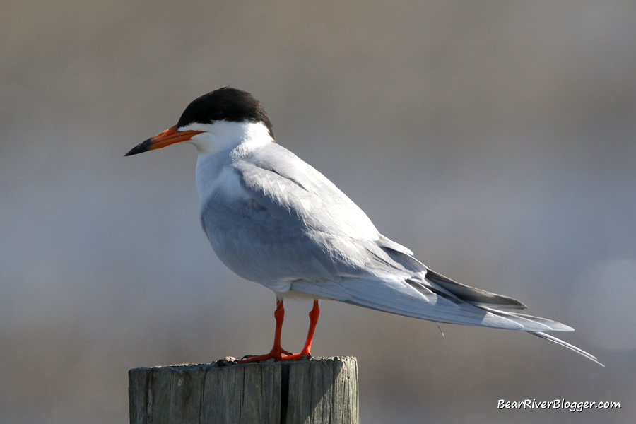 tern sitting on a fence post on the Bear River Migratory Bird Refuge