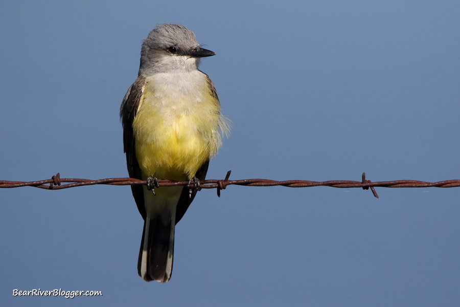 western kingbird perched on barbed wire on the bear river migratory bird refuge