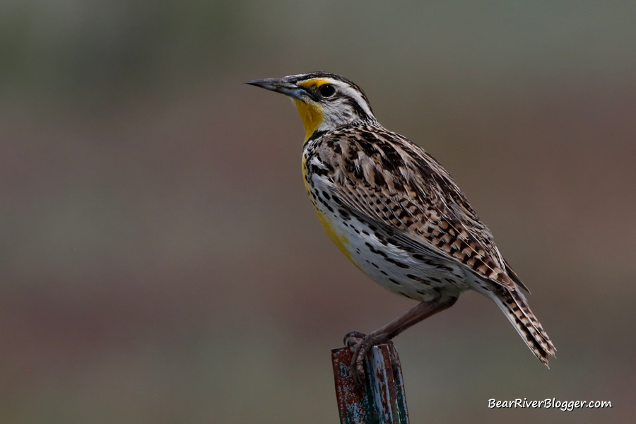 western meadowlark on a fence post on the bear river migratory bird refuge