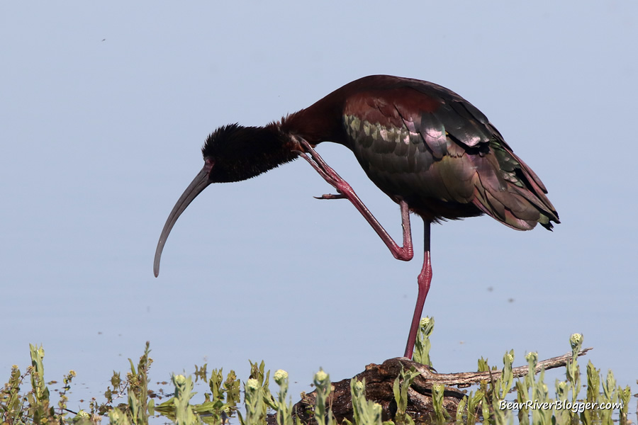 white-faced ibis standing in the water on the Bear River Migratory Bird Refuge