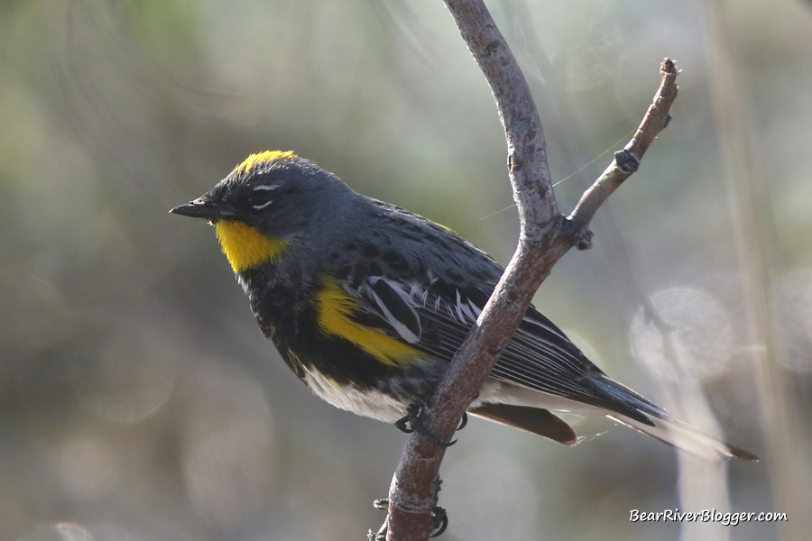 yellow-rumped warbler on a branch on the Bear River Migratory Bird Refuge