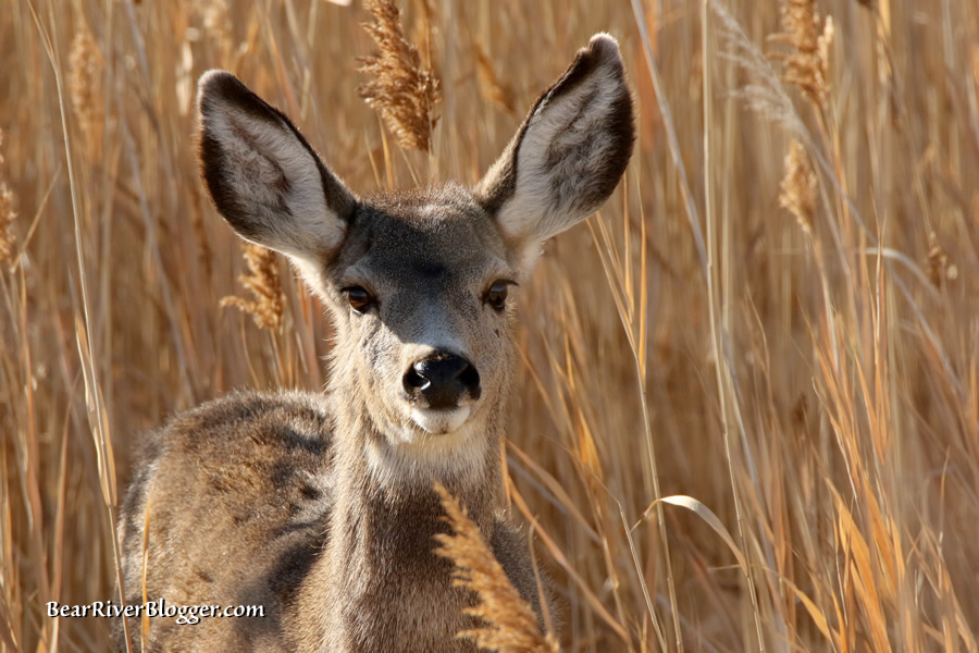 female mule deer in thick vegetation on the bear river migratory bird refuge