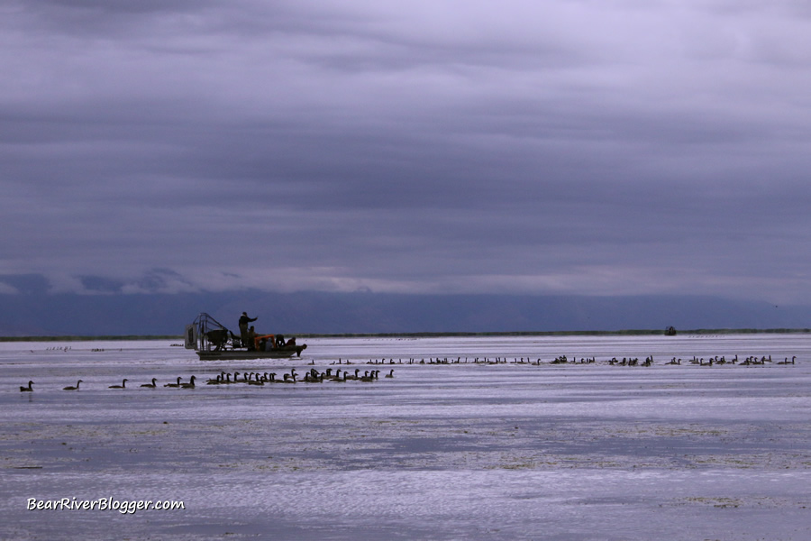 Utah DWR airboat catching Canada geese on the Bear River Migratory Bird Refuge