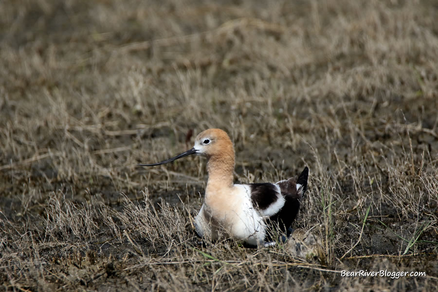 American avocet with a chick sitting in the grass on the bear river migratory bird refuge auto tour route