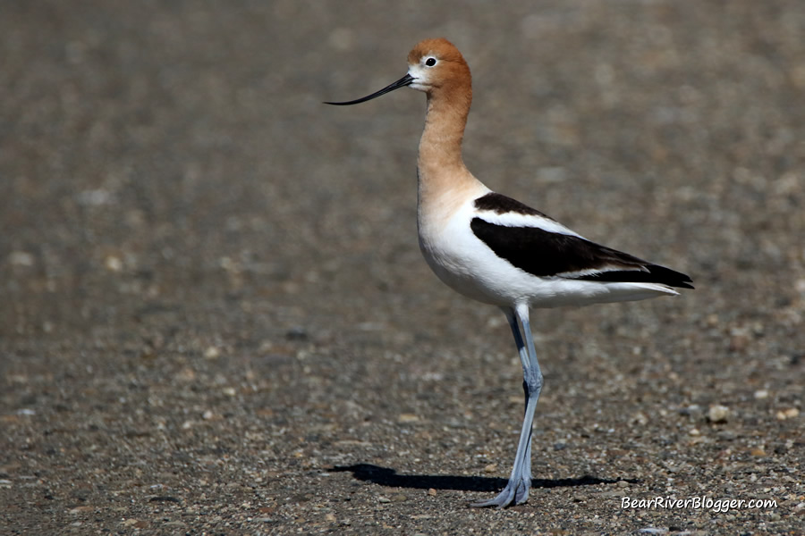 american avocet standing on the bear river migratory bird refuge auto tour route