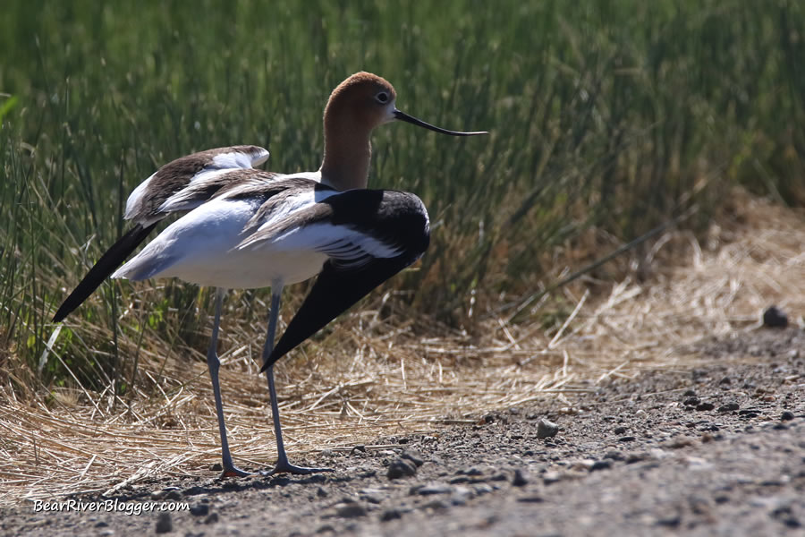 American avocet showing the injured bird routine on the bear river migratory bird refuge auto tour route