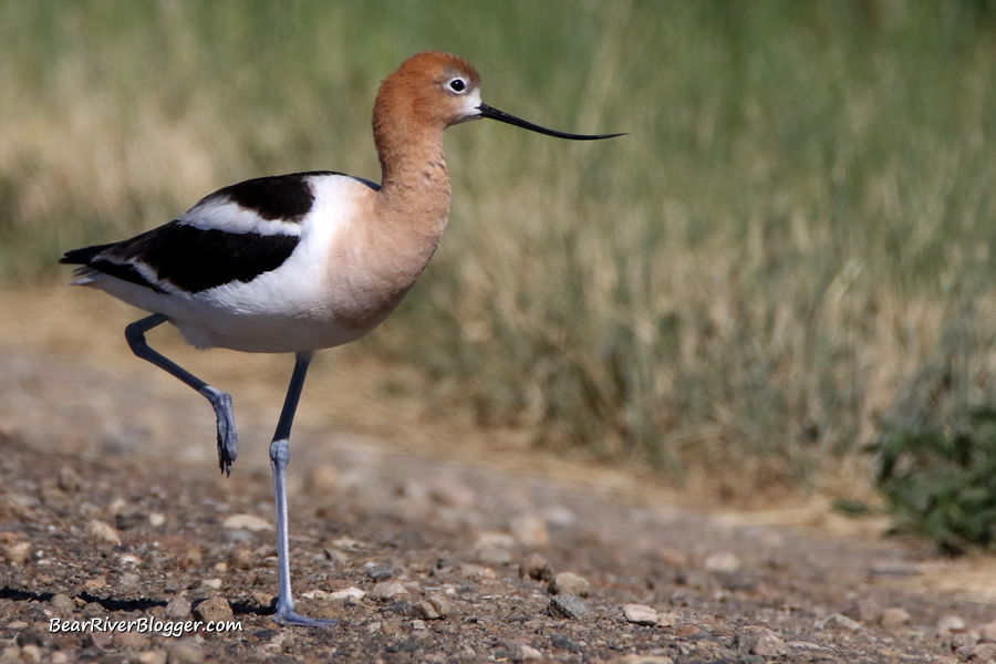 adult american avocet standing on one leg on the bear river migratory bird refuge auto tour route