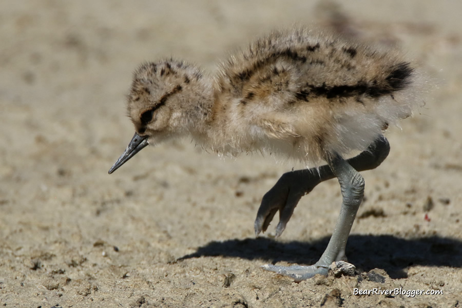 newly hatched american avocet chick walking on the bear river migratory bird refuge auto tour route