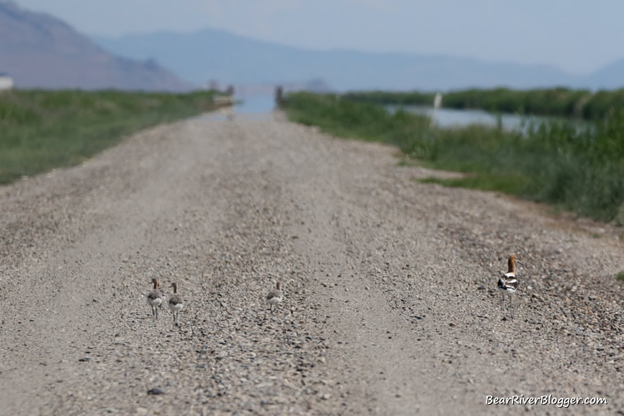 American avocet with chicks standing on the gravel auto tour route of the bear river migratory bird refuge