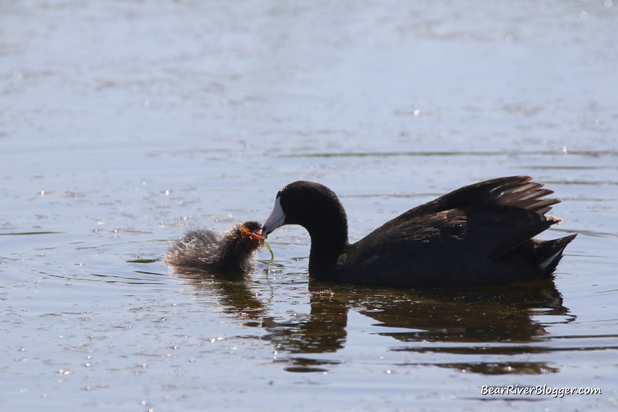 American coot chick with its parent on the bear river migratory bird refuge