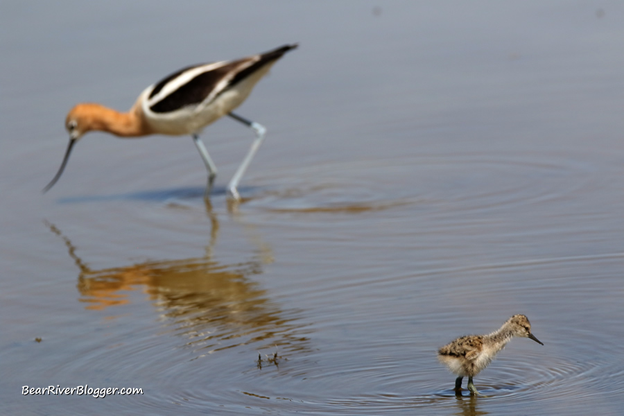 American avocet with a newly hatched chick feeding on the bear river migratory bird refuge