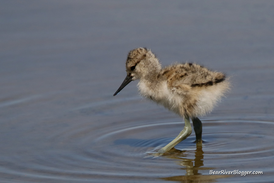 american avocet chick from the bear river migratory bird refug