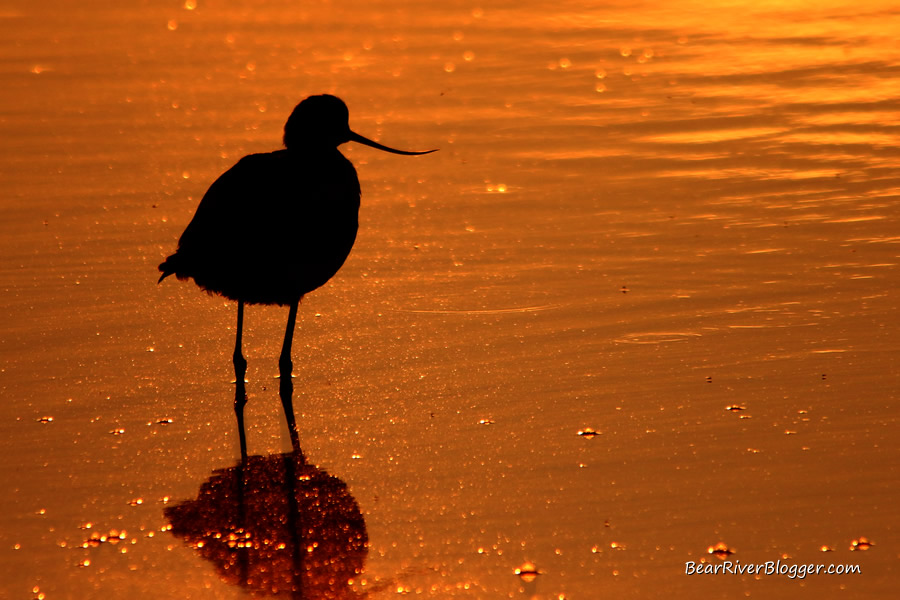 sunset on the bear river migratory bird refuge with an american avocet