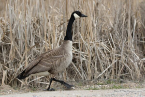 Canada goose walking in front of some cattails