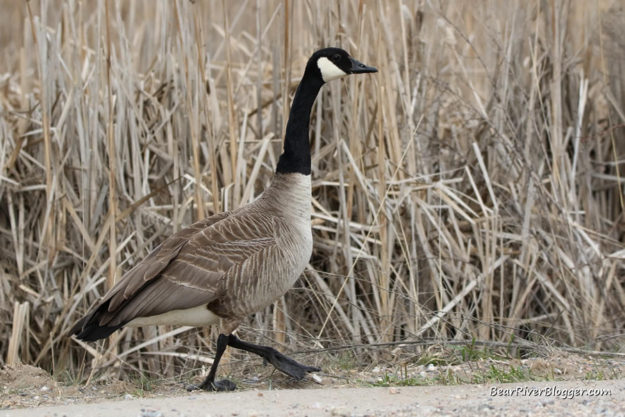 Canada goose walking in front of some cattails