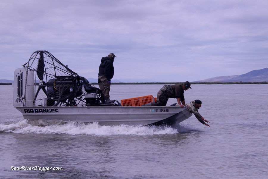 Utah DWR airboat catching Canada geese on the Bear River Migratory Bird Refuge by hand